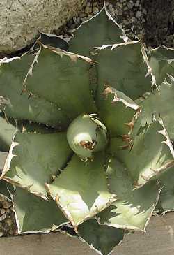 (Agave titanota)