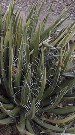 Toumey's Century Plant(Agave toumeyana ssp. toumeyana )