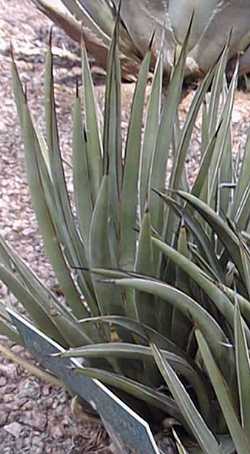 (Agave schottii var. treleasei )