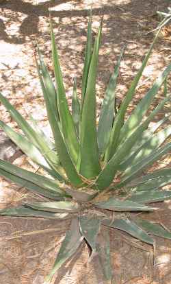 (Agave triangularis)