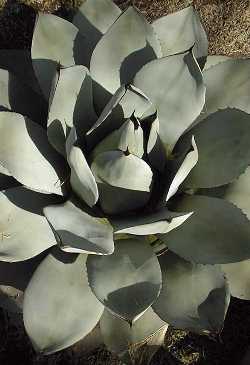 Mescal Agave(Agave parryi var. truncata )