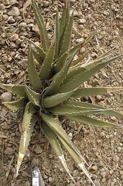 Utah Agave(Agave utahensis ssp. utahensis )