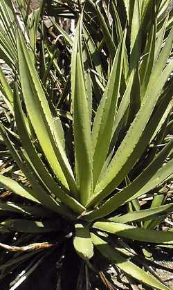 (Agave datylio var. vexans )