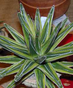 Queen Victoria Agave(Agave victoriae-reginae)