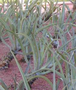 Octopus Agave(Agave vilmoriniana)