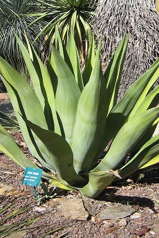 Weber Agave(Agave weberi)