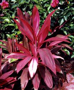 Ti Plant(Cordyline terminalis)