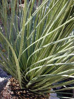 Green Desert Spoon(Dasylirion acrotrichum)