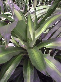 Corn Plant(Dracaena fragrans)