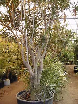 Dragontree(Dracaena marginata)