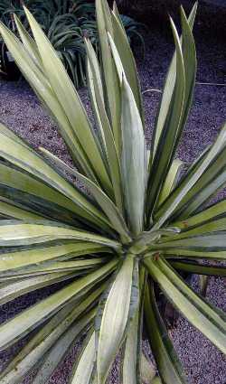 Mauritius hemp, Sisal, Maguey(Furcraea foetida)