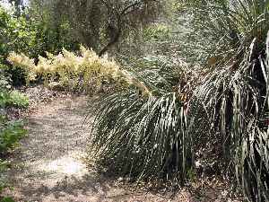 Beargrass(Nolina bigelovii)