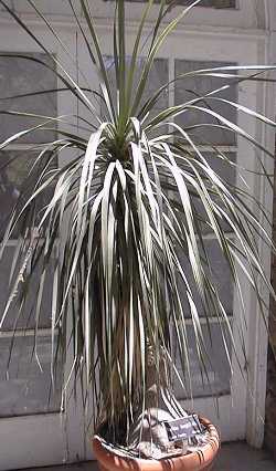 Mexican Grass Tree(Nolina longifolia)