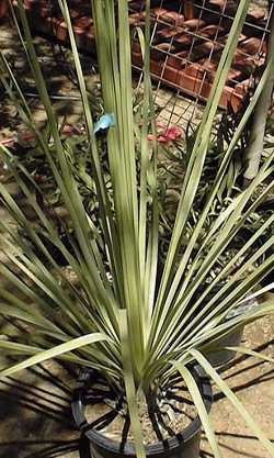 Tree Beargrass(Nolina matapensis)