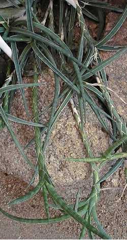 (Sansevieria gracilis)