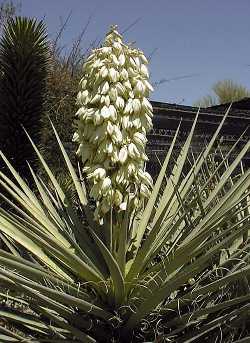 Banana Yucca, Datil Yucca(Yucca baccata)