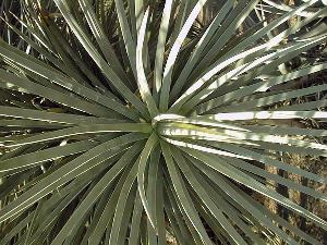 Joshua Tree(Yucca brevifolia)