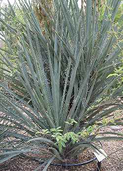 Buckley's yucca, White Rim Yucca(Yucca constricta)