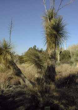 Soaptree Yucca(Yucca elata)