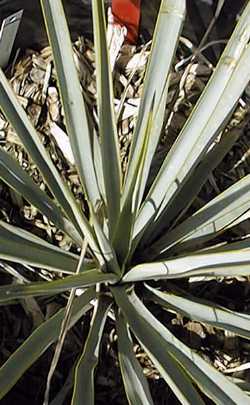 Blue Yucca, Palmilla(Yucca rigida)