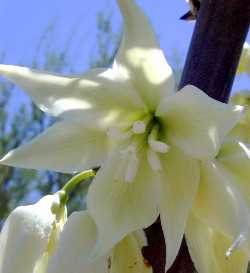 Blue Yucca, Palmilla(Yucca rigida)