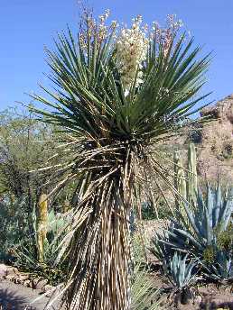 Spanish Dagger, Palma Pita, Don Quixote's lace(Yucca treculeana)