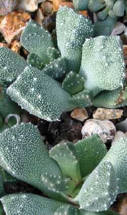 (Aloinopsis setifera)