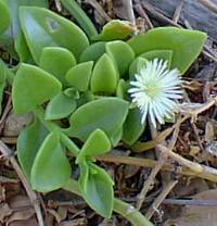 Ice Plant, Baby Sun Rose(Aptenia cordifolia)