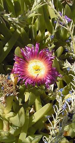 Hottentot Fig(Carpobrotus chilensis)