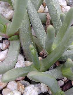 (Cephalophyllum stayneri)