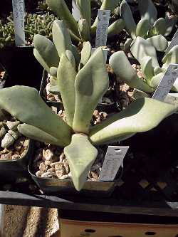 (Cerochlamys pachyphylla)