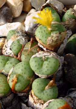 (Conophytum auriflorum)