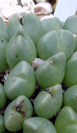 (Conophytum bilobum ssp. bilobum )