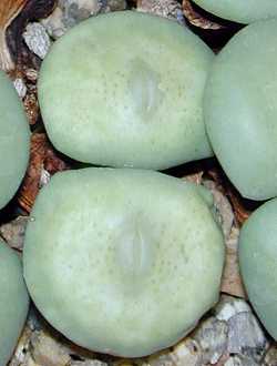 (Conophytum wettsteinii)