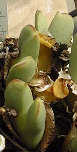 (Conophytum bilobum 'cordatum')