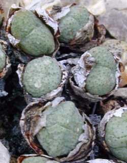 (Conophytum flavum)