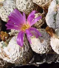 (Conophytum gratum)