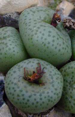 (Conophytum obcordellum)