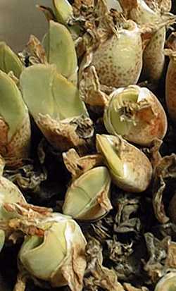 (Conophytum regale)