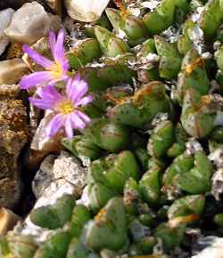 (Conophytum tantillum)