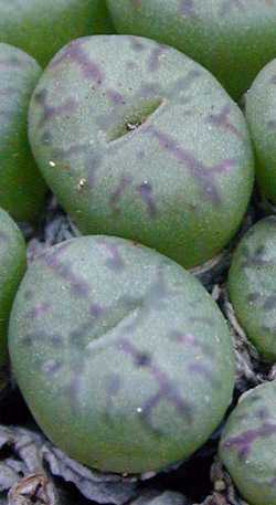 (Conophytum obcordellum f. ursprungianum)