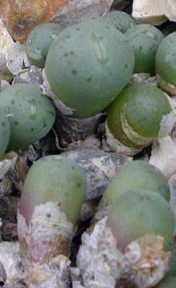 (Conophytum velutinum)