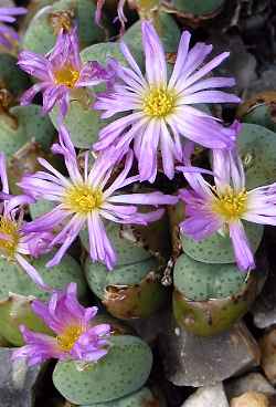 (Conophytum velutinum)