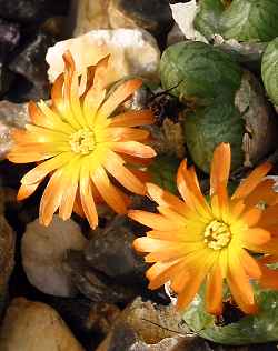 (Conophytum ectypum 'Mabel's Milkman')