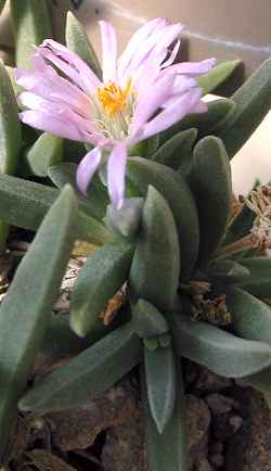 (Delosperma harazianum)