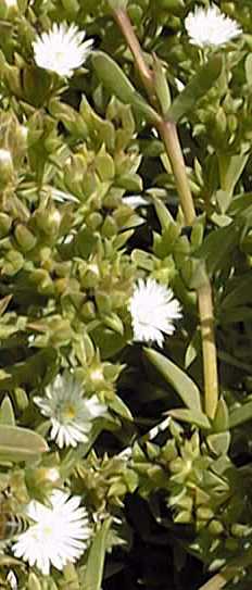 (Delosperma lineare)