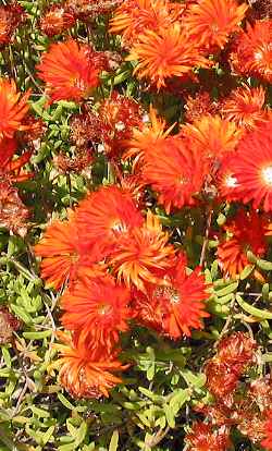 Dew Flower Ice Plant(Drosanthemum speciosum)