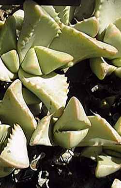 (Faucaria felina ssp. britteniae )