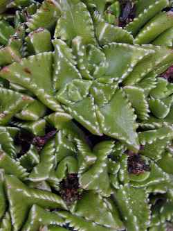 (Faucaria felina 'candida')