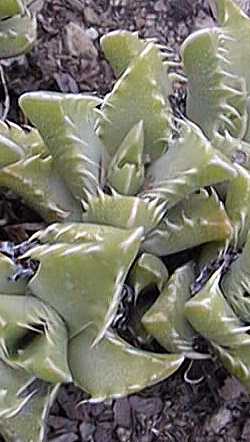 (Faucaria lupina)